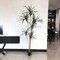 Premium Artificial Dracaena Tree - Lifelike Faux Dracaena Plant with Realistic Leaves, Perfect for Home or Office Decor - Indoor Faux Greenery, Floral Home by Artificial Flowers